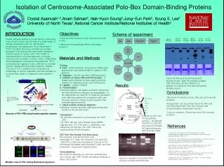Isolation of Centrosome-Associated Polo-Box Domain-Binding Proteins
