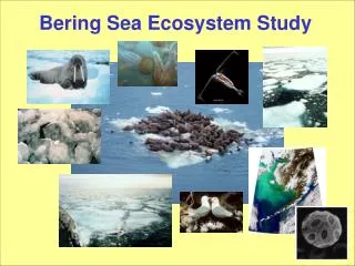 Bering Sea Ecosystem Study