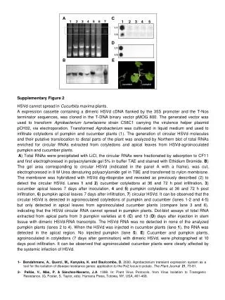 Supplementary Figure 2 HSVd cannot spread in Cucurbita maxima plants.