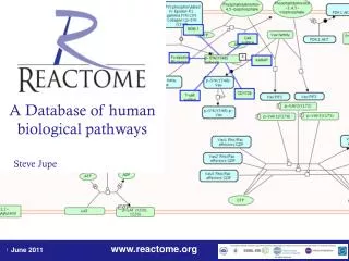 A Database of human biological pathways Steve Jupe