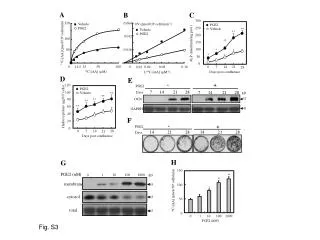 14 C-[AA] (pmol/10 6 cells/min)