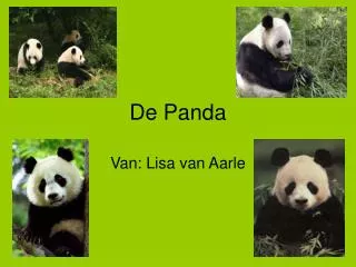 de panda