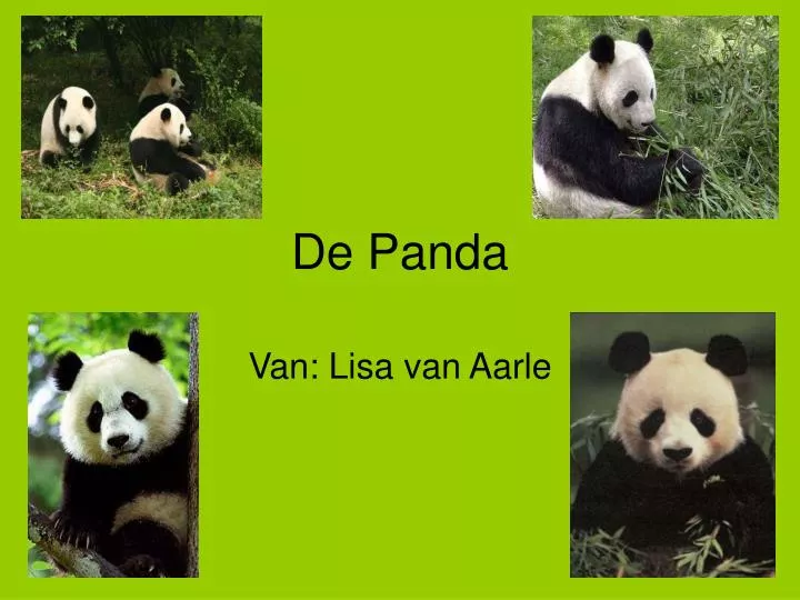 de panda