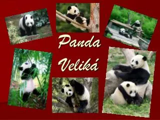 panda velik