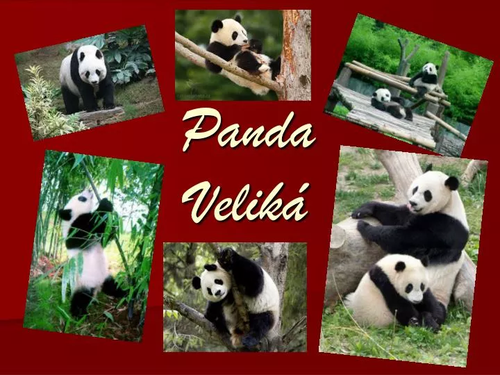 panda velik