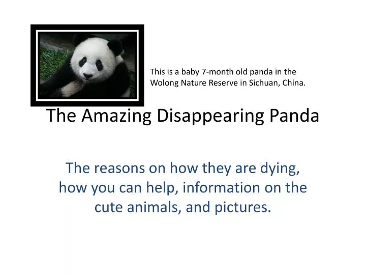 the amazing disappearing panda