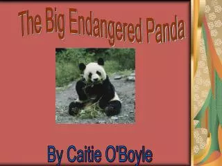 The Big Endangered Panda