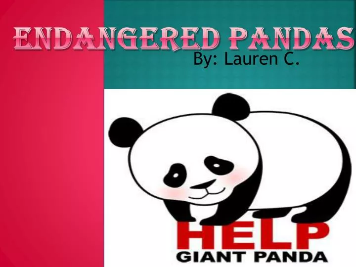 endangered pandas