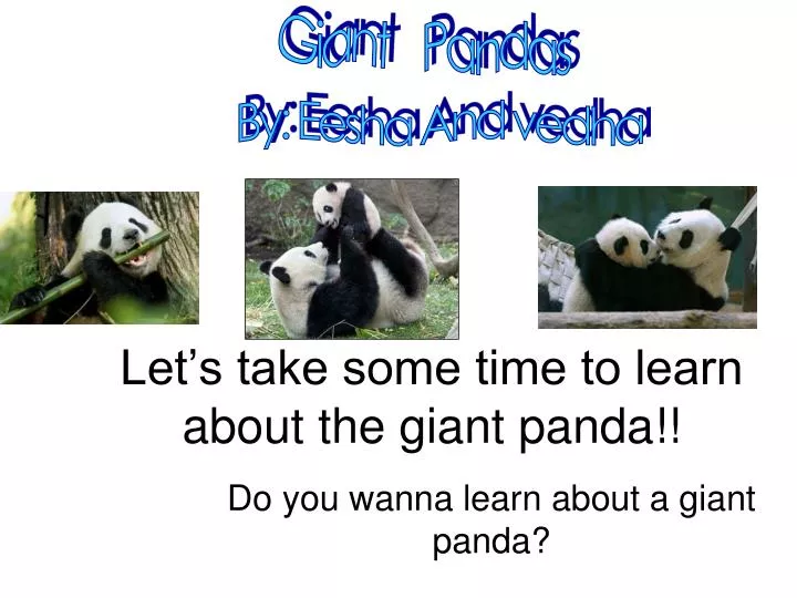 do you wanna learn about a giant panda