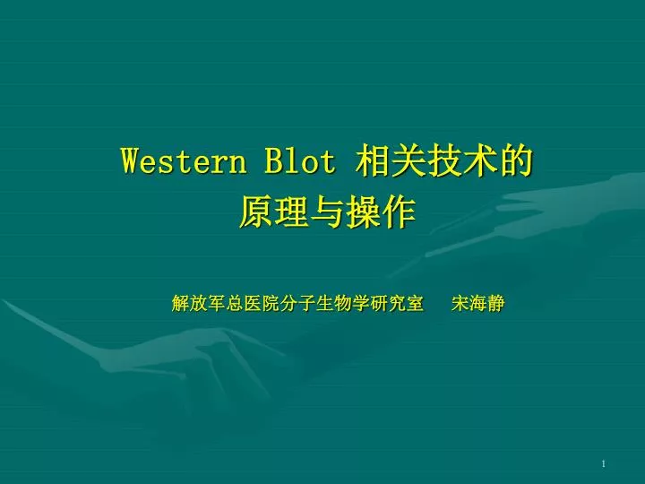 western blot