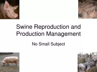 Swine Reproduction and Production Management