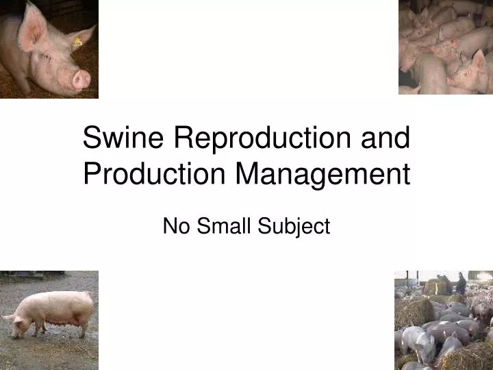 swine reproduction and production management