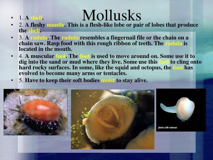 mollusks