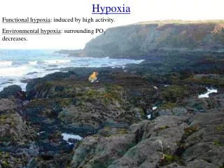 Functional hypoxia : induced by high activity.