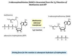 S-Adenosylmethionine (SAM) Is Generated from the S N 2 Reaction of Methionine and ATP