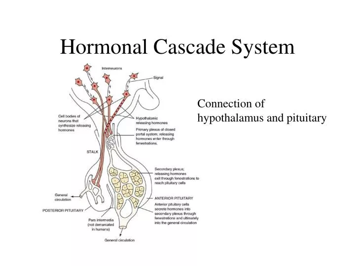 hormonal cascade system