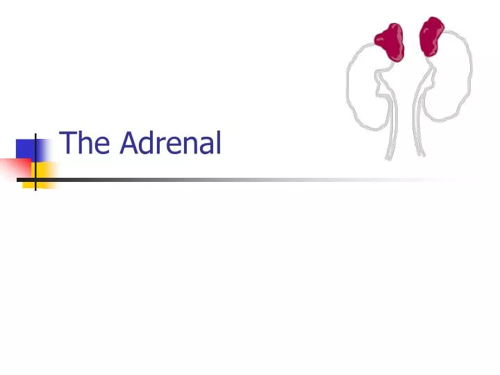 the adrenal