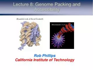 Lecture 8: Genome Packing and Accessibility