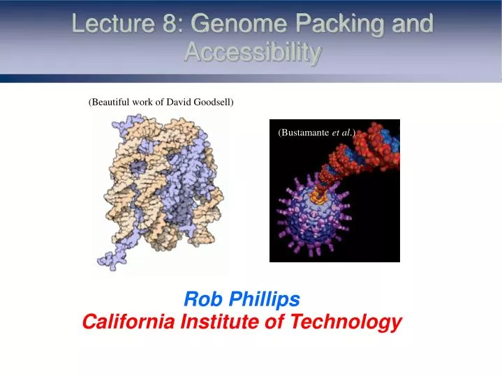 lecture 8 genome packing and accessibility