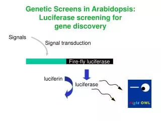 Fire-fly luciferase