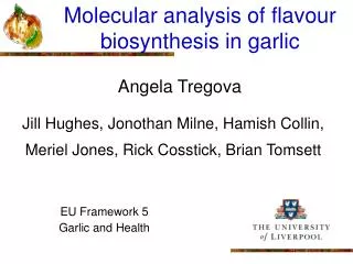 Molecular analysis of flavour biosynthesis in garlic
