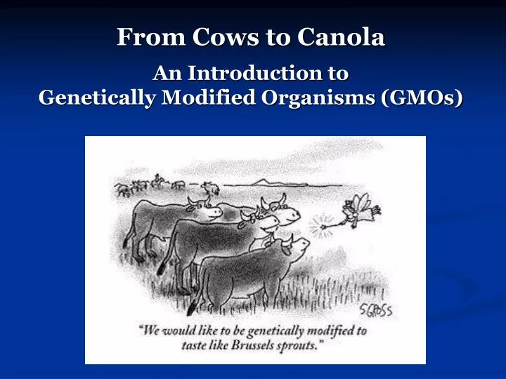 from cows to canola an introduction to genetically modified organisms gmos