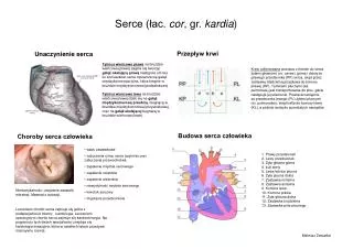 serce ac cor gr kardia