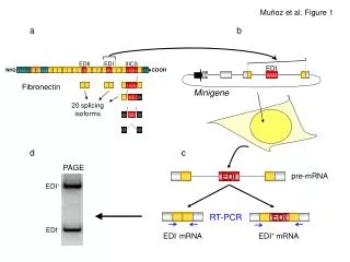 EDI - mRNA