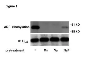 ADP -ribosylation