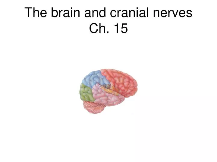 the brain and cranial nerves ch 15