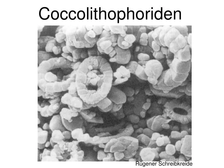 coccolithophoriden