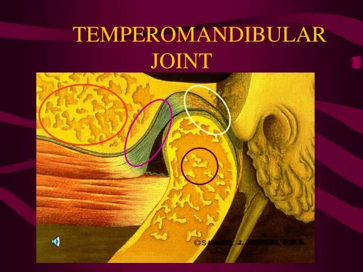temperomandibular joint