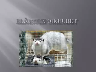 el inten oikeudet