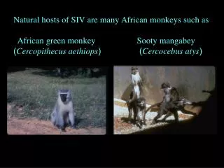 Natural hosts of SIV are many African monkeys such as