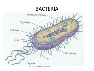 BACTERIA