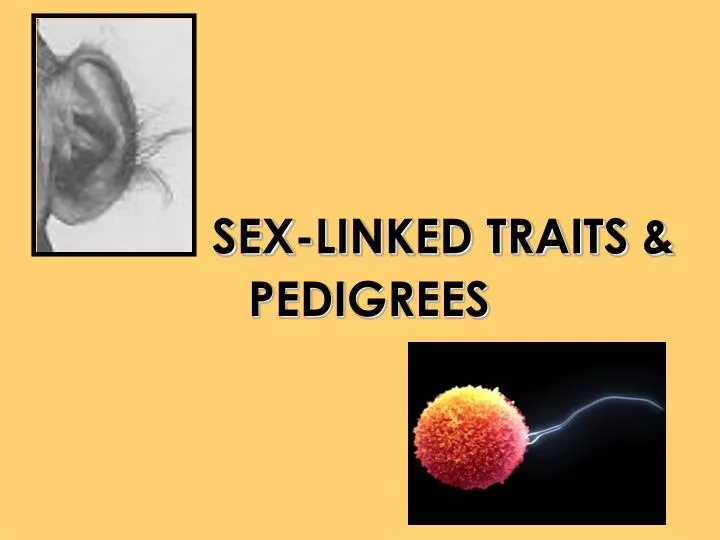 sex linked traits pedigrees