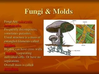 Fungi &amp; Molds