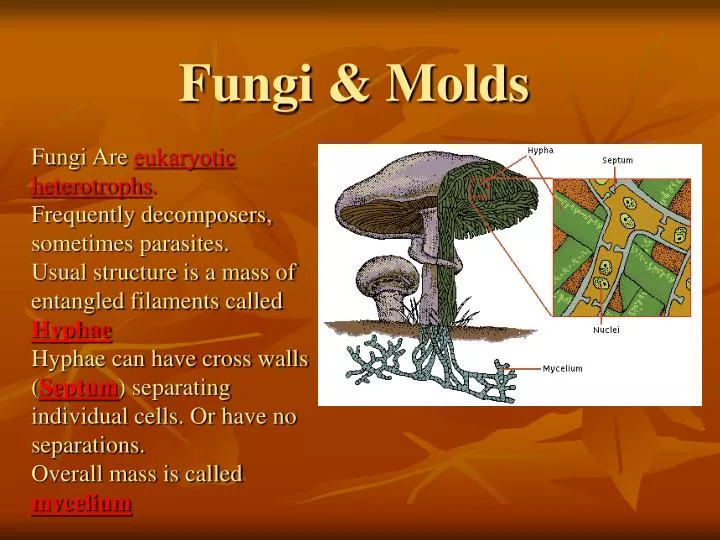 PPT - Fungi & Molds PowerPoint Presentation, free download - ID:4611527