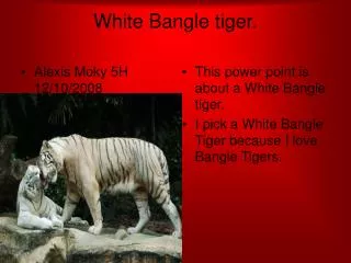 White Bangle tiger.