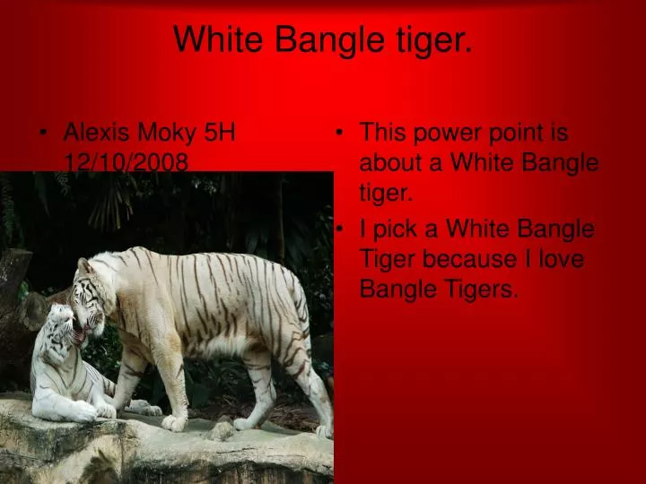 white bangle tiger