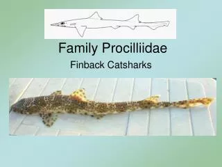 Family Procilliidae