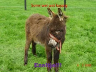 ezeltje