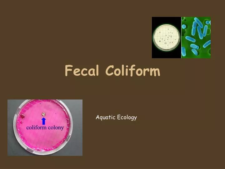 fecal coliform