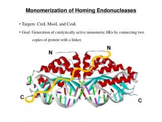 Monomerization of Homing Endonucleases