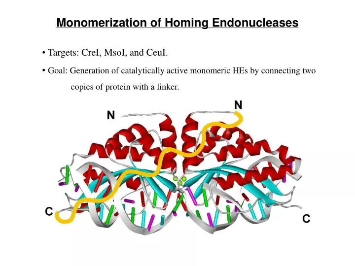 monomerization of homing endonucleases