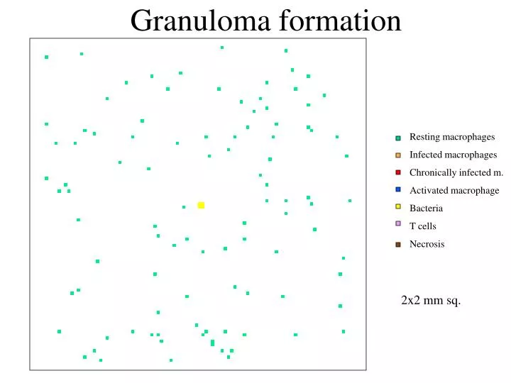 granuloma formation