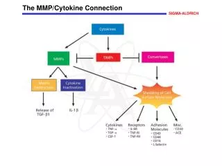 The MMP/Cytokine Connection