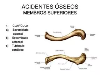 acidentes sseos membros superiores