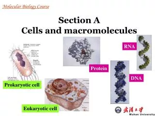 Section A Cells and macromolecules