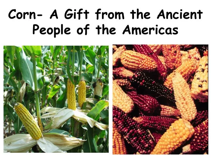 corn a gift from the ancient people of the americas